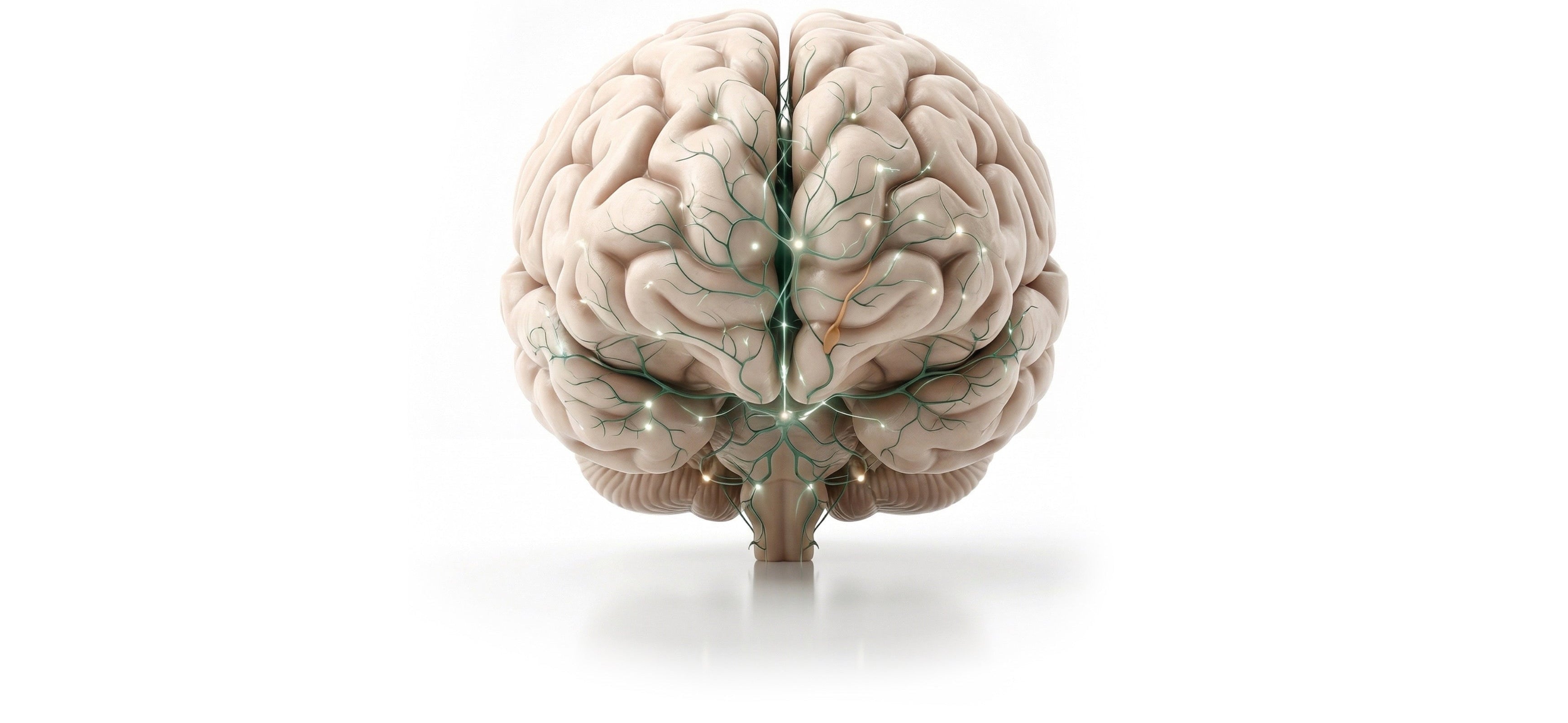 Model of a human brain on a white background